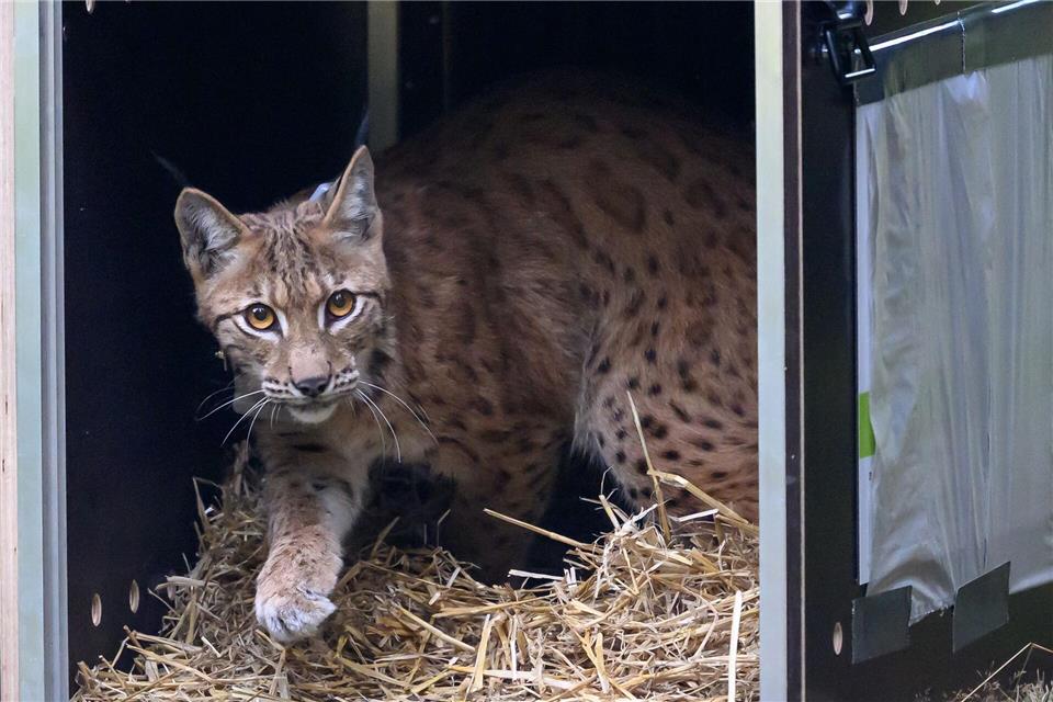Sachsen hat im Westerzgebirge einen weiteren Luchs ausgewildert (Archiv). Hendrik Schmidt/dpa