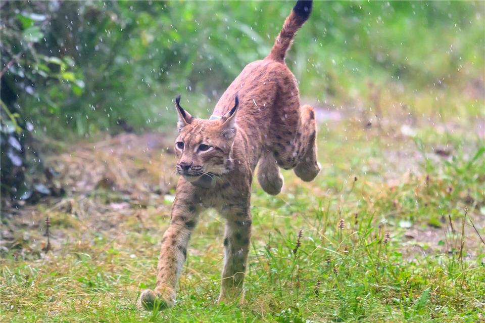 Sachsen hat zwei weitere Luchse in einem Wald bei Eibenstock ausgewildert.Hendrik Schmidt/dpa