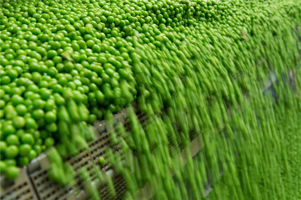 Sachsen ist bundesweit der größte Erbsenproduzent (Symbolbild). Sebastian Kahnert/dpa-Zentralbild/dpa