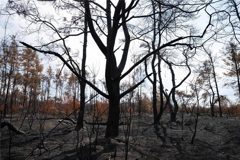 Sachsenforst will die Gohrischheide weiter gesperrt lassen. (Archivbild) Sebastian Kahnert/dpa