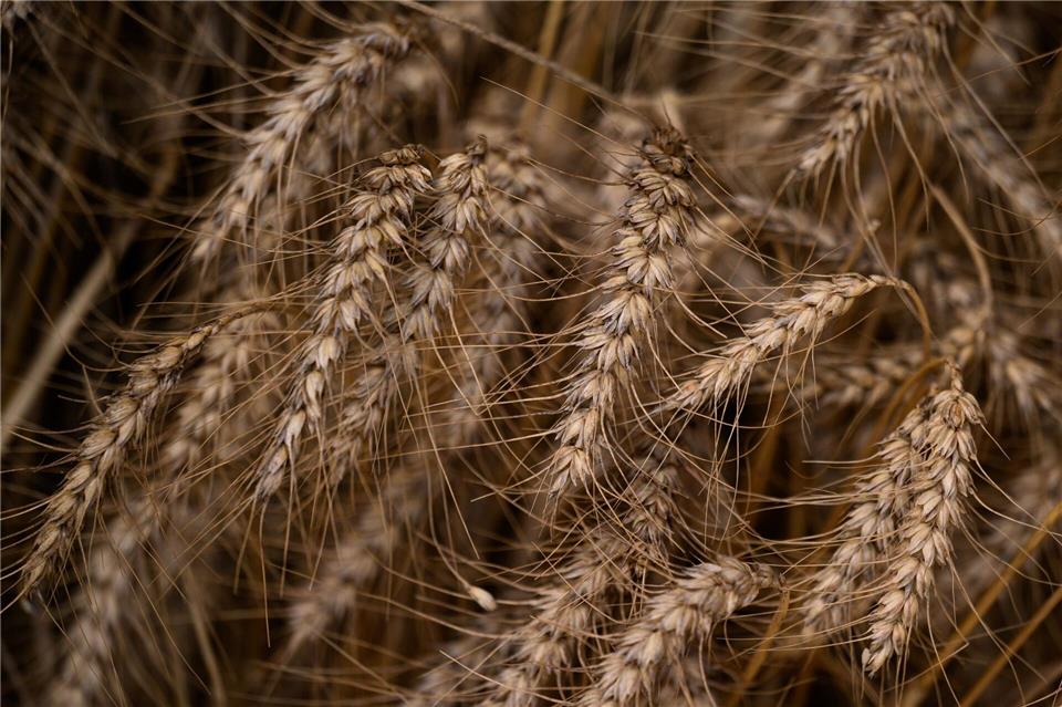 Sachsens Bauern haben dieses Jahr knapp 2,65 Millionen Tonnen Getreide geerntet - ein Plus von 12,4 Prozent im Vergleich zum Vorjahr. Hendrik Schmidt/dpa