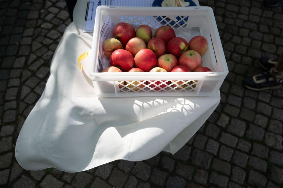 Sachsens Obstbauern rechnen in diesem Jahr mit geringeren Erträgen bei der Apfelernte.Katharina Kausche/dpa