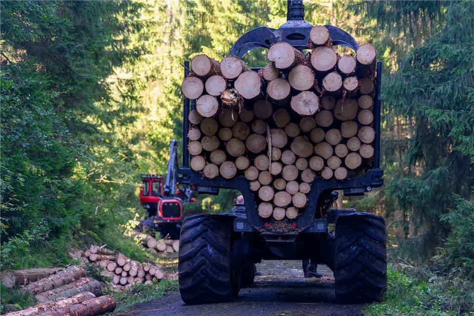 Sachsens Wälder sollen auch in Zukunft Holz als wichtigen Rohstoff liefern.Hendrik Schmidt/dpa