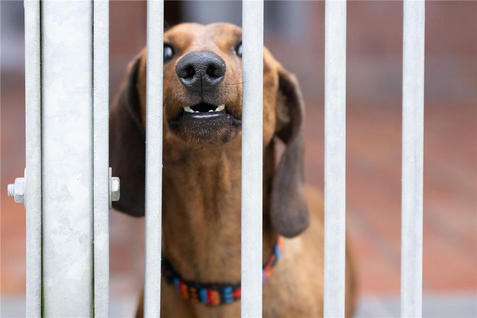 Sächsische Tierheime haben immer häufiger mit verhaltensauffälligen Bewohnern zu tun (Archivbild).Sebastian Kahnert/dpa