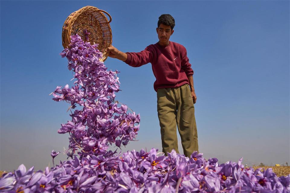 Safran - Krokusblüten-Ernte in IndienDar Yasin/AP/dpa