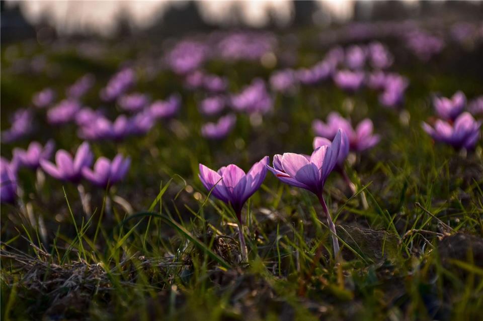 Safran ist als das teuerste Gewürz der Welt bekannt. (Archivbild)Saqib Majeed/SOPA Images via ZUMA Press Wire/dpa