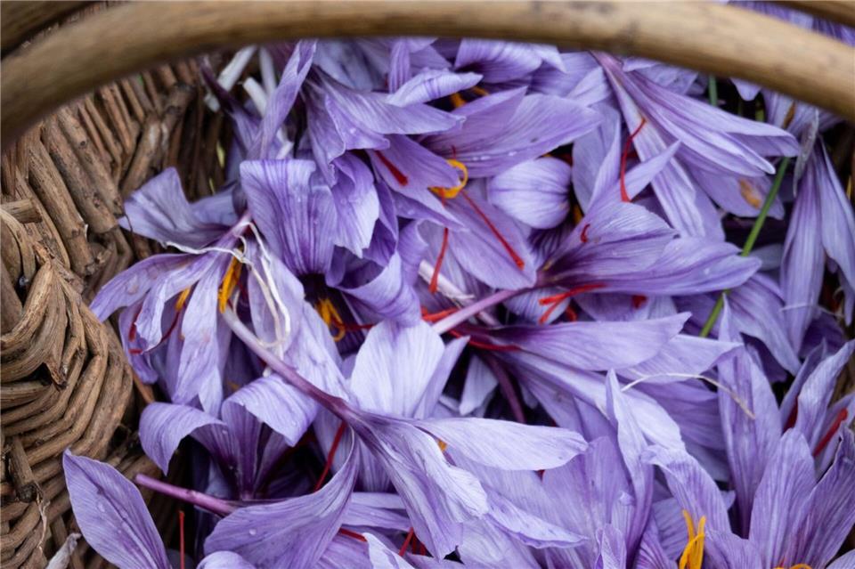 Safranblüten liegen in einem Körbchen. Jede hat lange rote Fäden. Für einen Tee etwa braucht es 3 Fäden, für eine Suppe etwa 10 bis 15.  Andreas Drouve/dpa-tmn