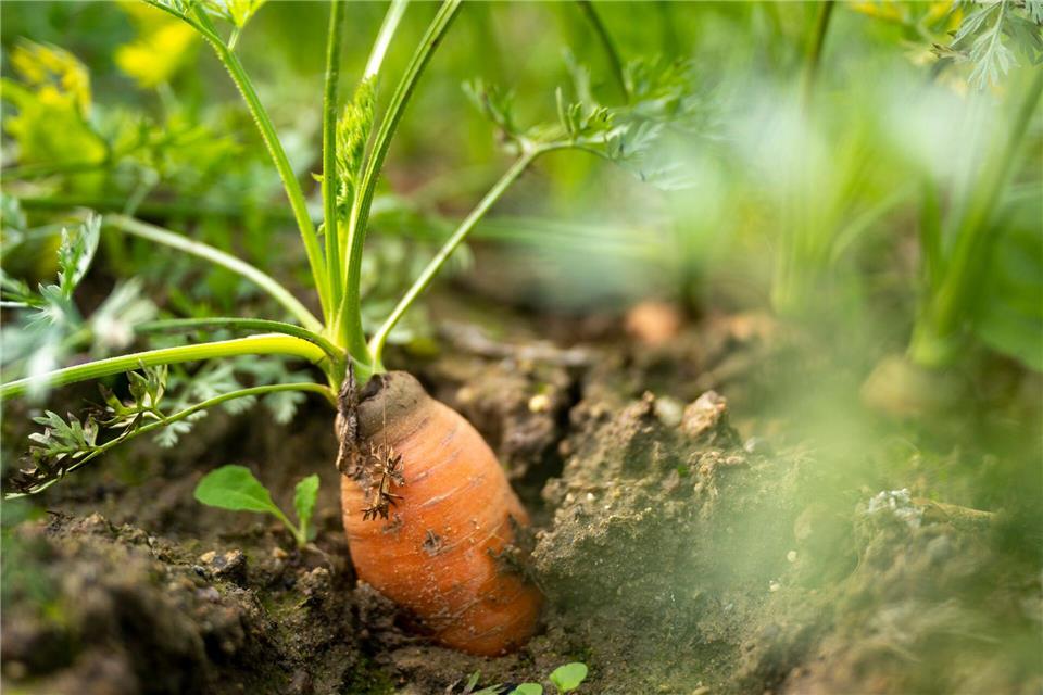 Saisonbeginn im Garten: Jetzt ist die richtige Zeit, Beete zu planen und erste Aussaaten vorzubereiten.Monika Skolimowska/dpa/dpa-tmn