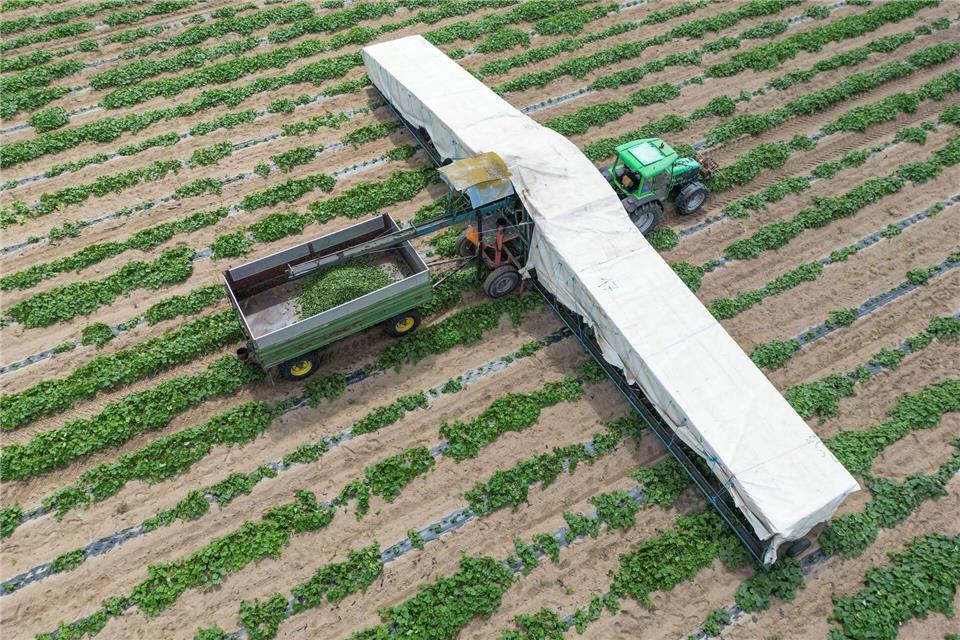 Saisonstart im Spreewald: Mit einem sogenannten Gurkenflieger werden Einlegegurken von den Feldern geerntet. Patrick Pleul/dpa