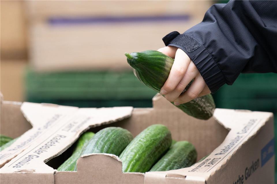 Salatgurken gehören zu den beliebtesten Gemüsesorten in Deutschland. (Symbolbild)Sebastian Kahnert/dpa