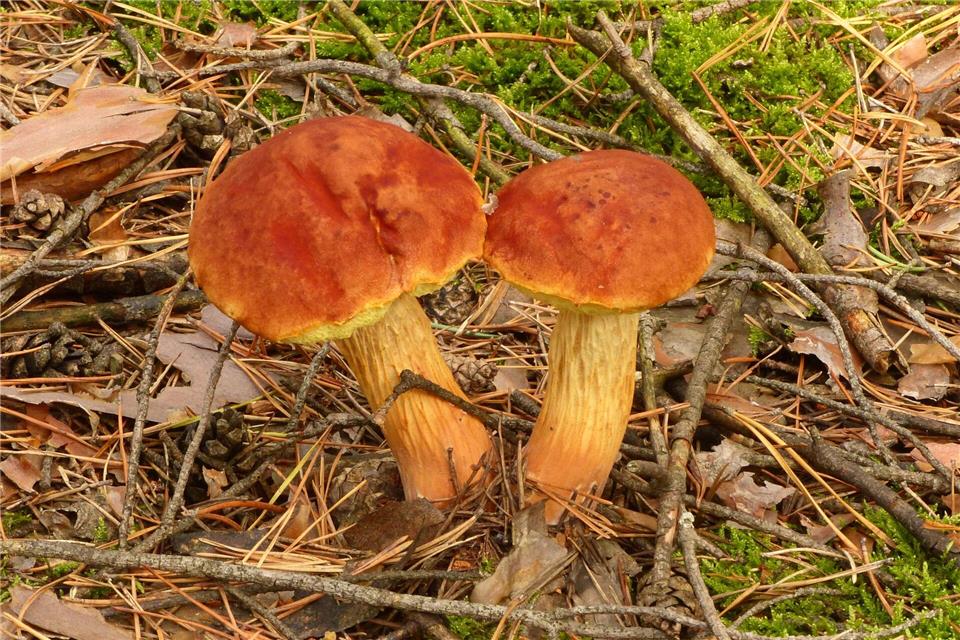 Pilzsaison in Sachsen verläuft schleppend Sammler haben den eingeschleppten Pilz an der Grenze zwischen Brandenburg und Sachsen gefunden. (Archivbild)Silke Nauschütz/dpa