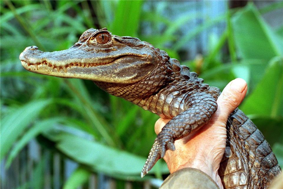 Sammy entkam an einem Badesee.picture alliance / dpa