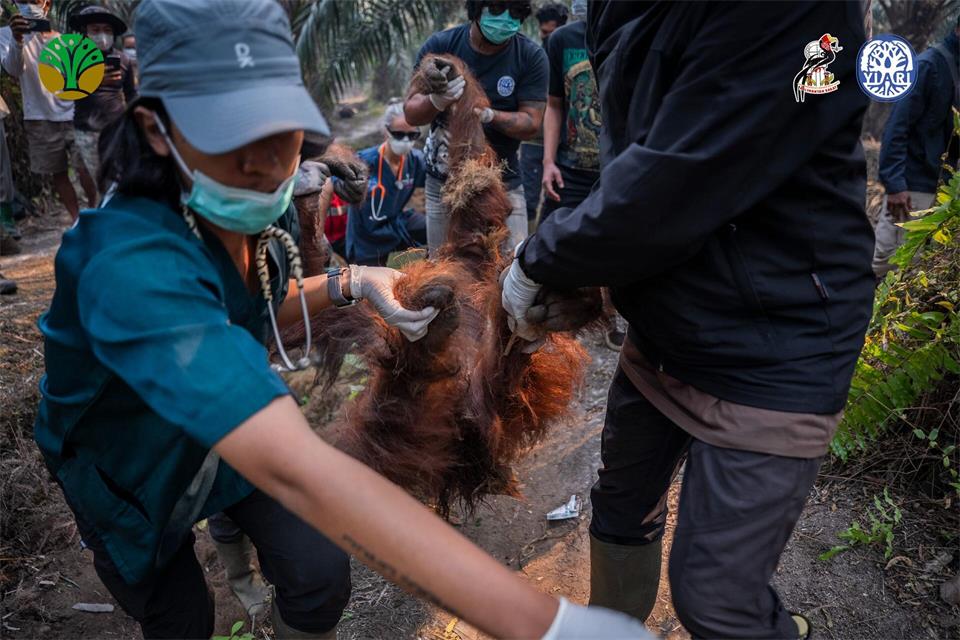 Sampurna war am Sonntag zunächst völlig geschwächt entdeckt worden - und starb später offenbar wegen Atemwegsproblemen.-/Yayasan Inisiasi Alam Rehabilitasi Indonesia (YIARI)/dpa
