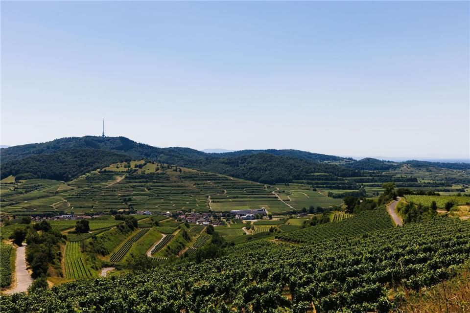 Sanfte Hügel, Weinberge, fast schon mediterranes Klima: Der Kaiserstuhl versprüht an sonnigen Tagen echte Toskana-Vibes.Philipp von Ditfurth/dpa/dpa-tmn