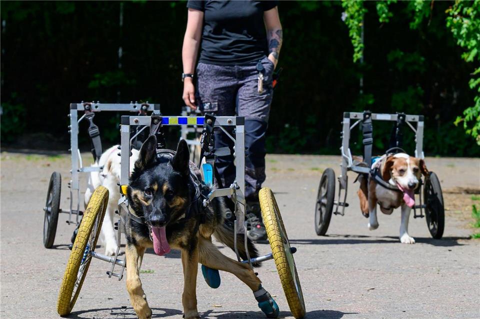 Saskia Wicke, Hofleiterin vom „De Hun’nenhoff“, geht mit Hunden spazieren.Philipp Schulze/dpa