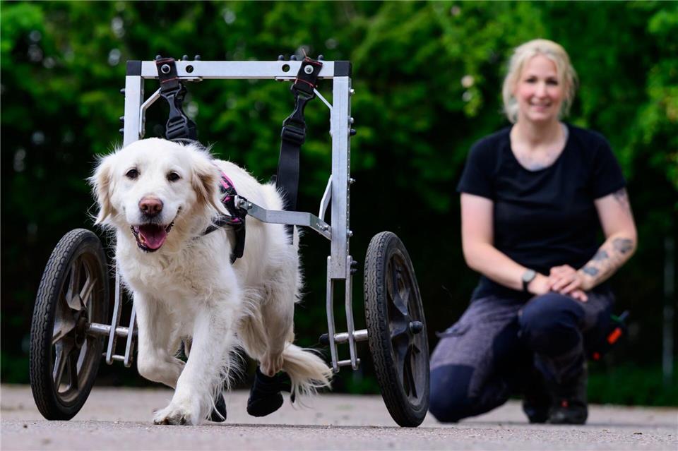 Saskia Wicke, Hofleiterin vom „De Hun’nenhoff“, schaut einer Hündin mit ihrem Rollwagen beim Laufen zu.Philipp Schulze/dpa