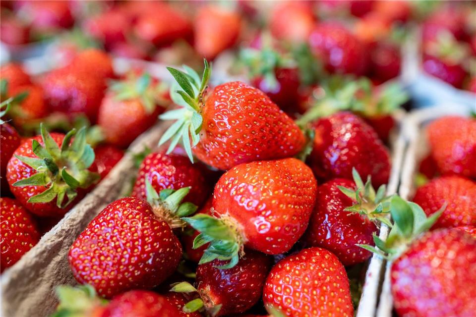 Test: Wie belastet sind Erdbeeren im Handel? Sauber und sicher: Stiftung Warentest fand in keiner der zwölf Erdbeerproben gesundheitlich bedenkliche Rückstände.picture alliance/dpa