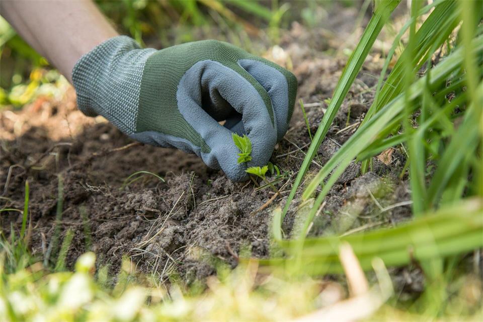 Saubere Beete: Wer eine Fläche neu bepflanzen möchte, sollte zunächst Pflanzenreste und Unkraut entfernen.Christin Klose/dpa-tmn