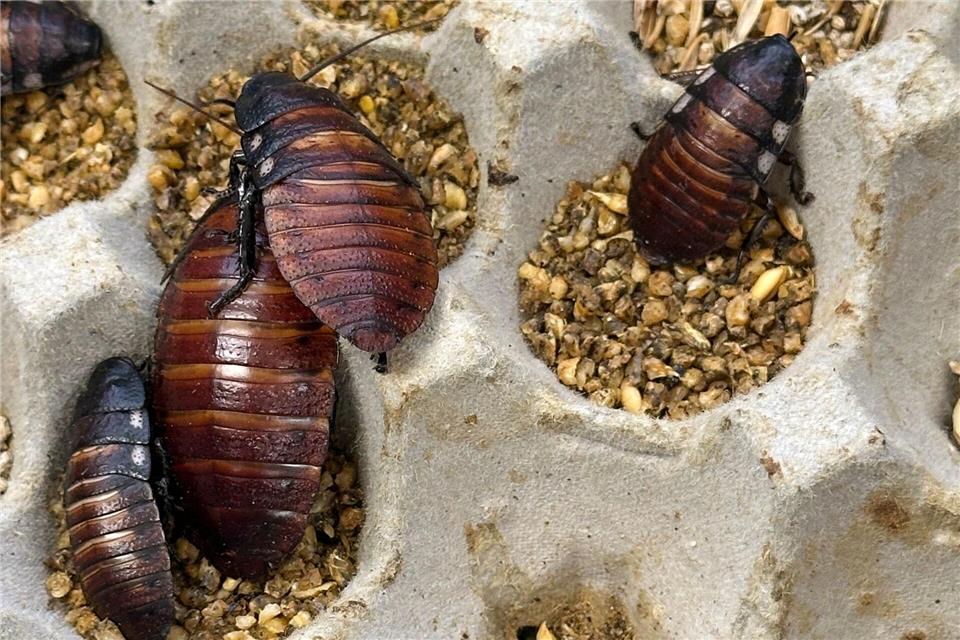 Schaben werden zumeist als Futter für Reptilien und andere Tiere gezüchtet.Australian Department of Climate Change/AP/dpa