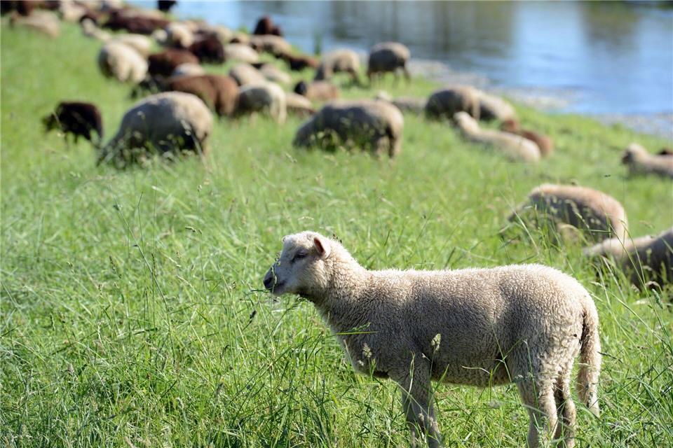 Schäfer wollen ihre Herden auf Deichen weiden lassen. (Symbolbild)Patrick Seeger/dpa