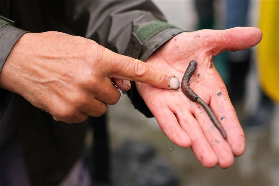 Schätzungen zufolge gibt es 92 Milliarden Wattwürmer. (Archivbild)Christian Charisius/dpa