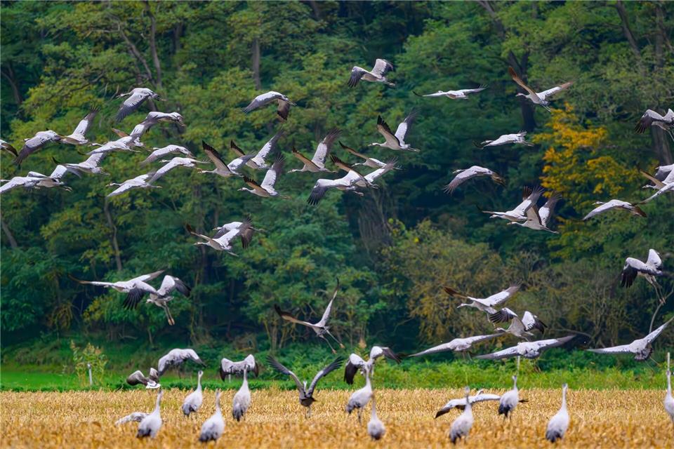 Mehr als 100.000 Kraniche sind gerade in Deutschland Schätzungsweise 400.000 Kraniche fliegen laut Nabu über mehrere Wochen hinweg über ganz Deutschland. (Archivbild) Patrick Pleul/dpa