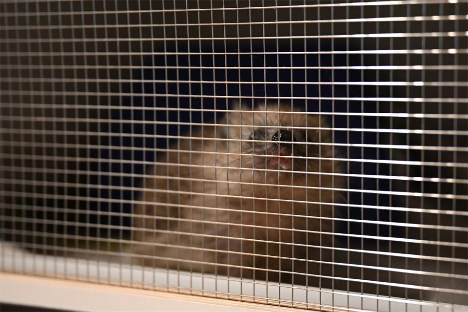 Schätzungsweise leben aktuell etwas mehr als 60 Igel in der Igelhilfe in Radebeul. Jennifer Kramer/dpa