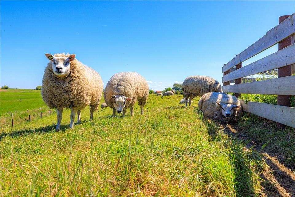 Schafe auf Texel: Sie sind die natürlichen „Rasenmäher“ der InselIris Borst/VVV Texel/dpa-tmn