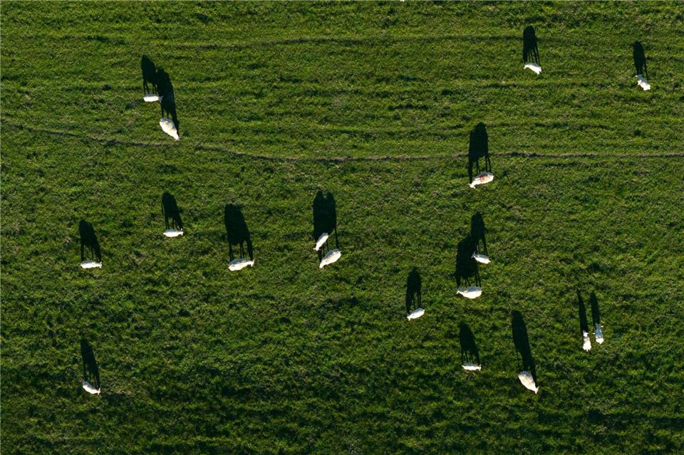 Schafe auf einem Deich in Nordenham werfen lange Schatten.Sina Schuldt/dpa