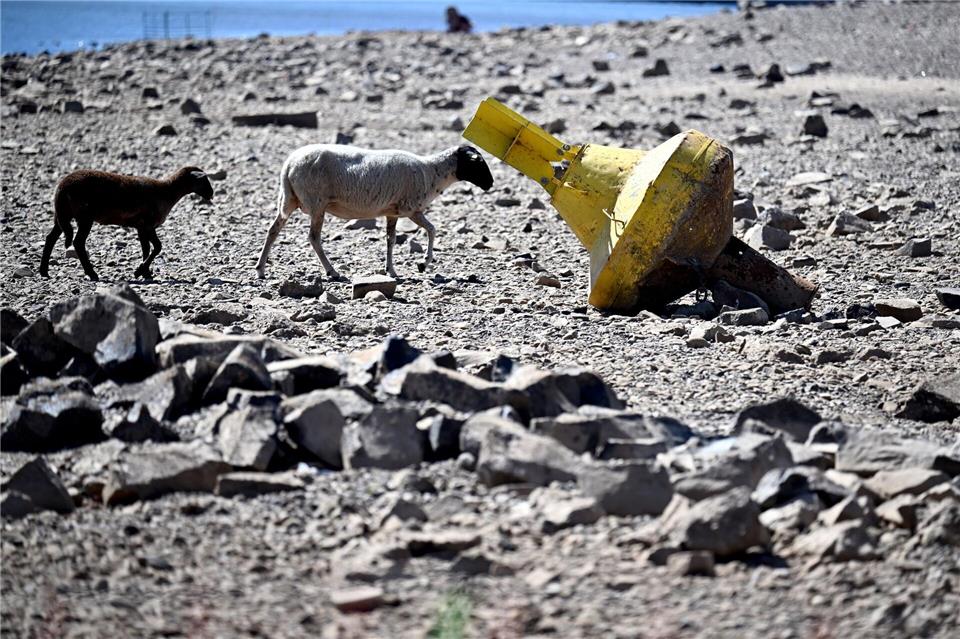 Schafe gehen an eine gelbe Tonne vorbei, die bei niedrigem Wasserstand auf dem Rhein trockengefallen am Ufer liegt.Federico Gambarini/dpa