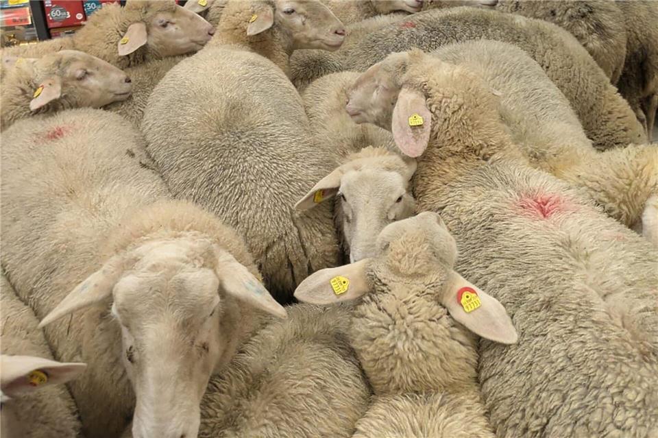 Schafe im Supermarkt - gekauft haben sie nichts.-/REWE Group/dpa