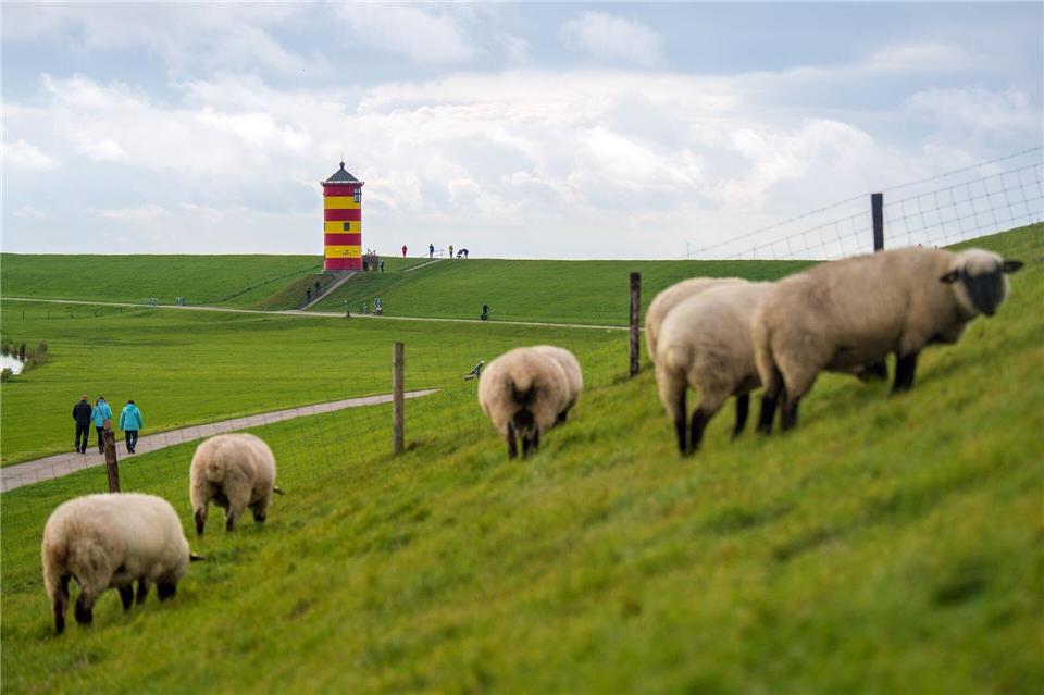 Schafe leisten einen Beitrag zum Hochwasserschutz. (Archivbild)Sina Schuldt/dpa