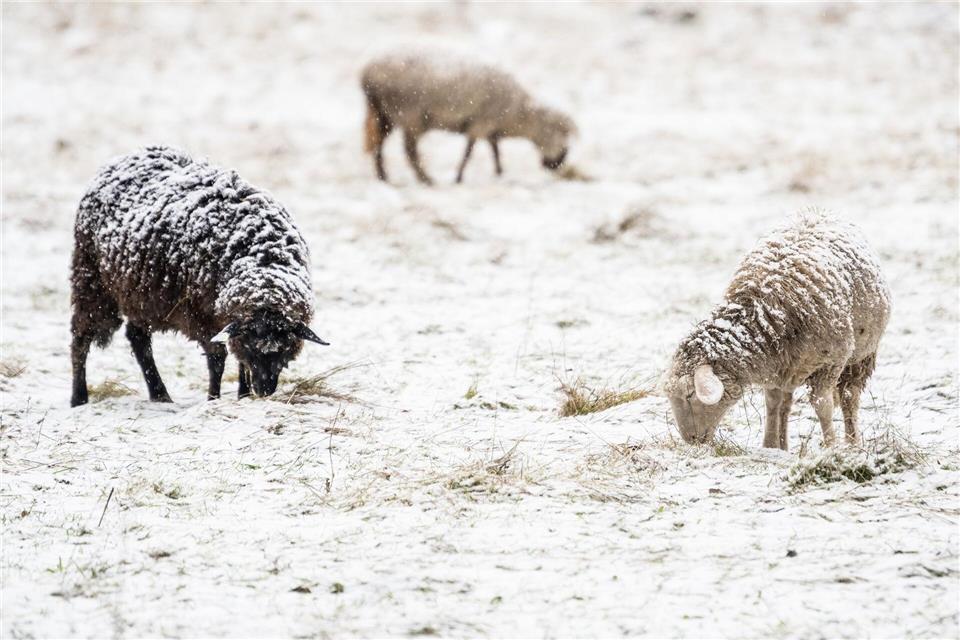 Schafe müssen auch bei winterlichem Wetter nicht zwangsläufig in Ställen untergebracht werden. (Symbolbild)Swen Pförtner/dpa