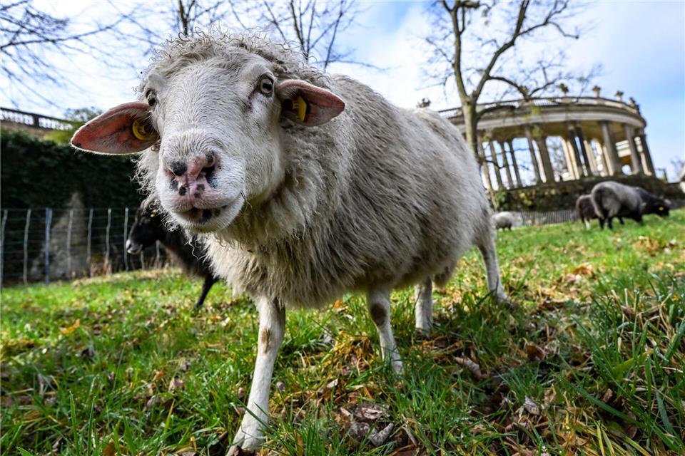Schafe tragen auch zum Erhalt historischer Parks bei.Jens Kalaene/dpa