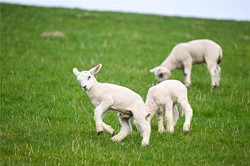 Schafe werden in Niedersachsen aus verschiedenen Gründen gezüchtet - etwa zur Landschaftspflege und zur Fleischproduktion.(Archivbild)Sina Schuldt/dpa