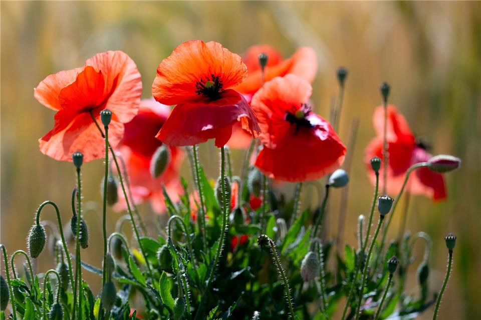 Schauer sind Wochenendausflüglern in der Regel nicht willkommen, doch Mohn- und anderen Blumen bekommt der  Regen gut. (Symbolbild)A4366 Sven Hoppe/dpa