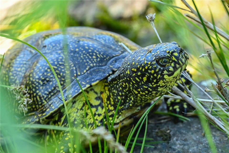 Schildkröten bieten wegen ihres geringen Gewichts wenig Nährwert. (Symbolbild)Patrick Pleul/dpa-Zentralbild/ZB