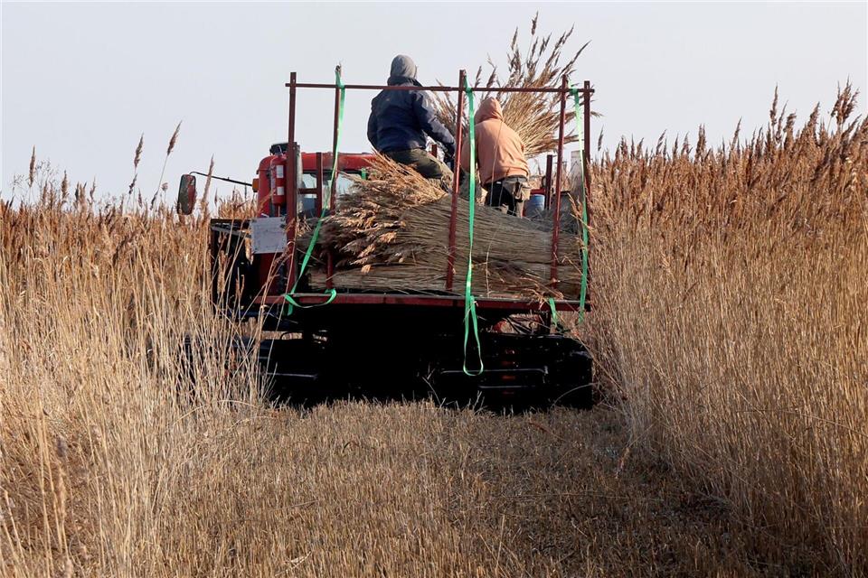 Schilfrohr wächst auf nassen Flächen etwa in Uferbereichen. Bernd Wüstneck/dpa