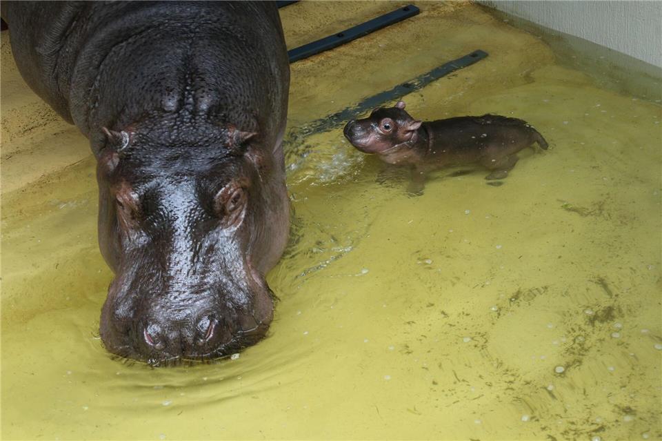 Zoo Berlin: Flusspferd-Baby entwickelt sich gut Schlafen, kuscheln, planschen - so beschreibt der Zoo die Lieblingsbeschäftigungen des Jungtiers.Zoo Berlin/Tierpark Berlin/dpa