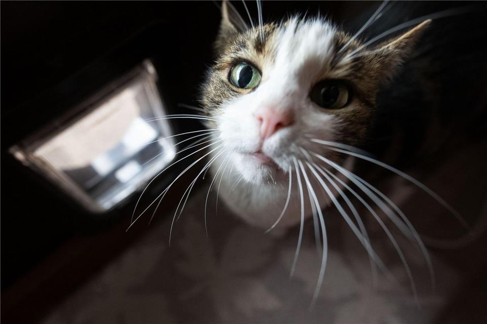 Schlaue Mieze oder smarte Katzenklappe?Marijan Murat/dpa