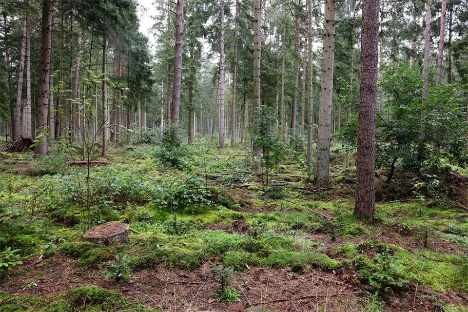 Schleswig-Holstein verfolgt das Ziel, stabile Laub- und Mischwälder zu entwickeln, die im Klimawandel bestehen. (Archivbild)Frank Molter/dpa