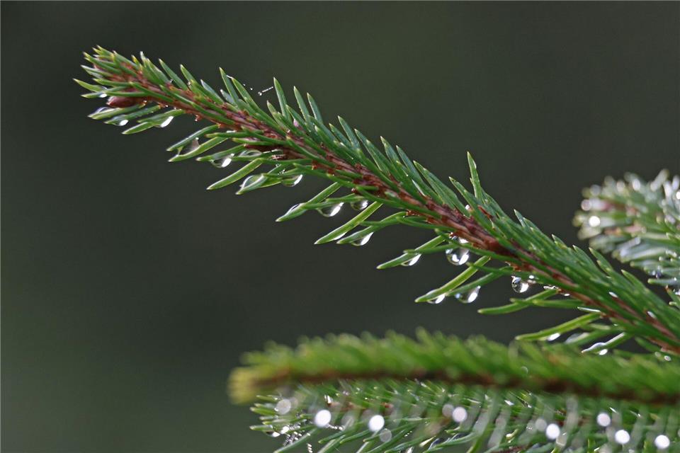 Schlitten oder Regenschirm? So wird das Wetter über Weihnachten in Sachsen, Sachsen-Anhalt und Thüringen. (Archivbild)Matthias Bein/dpa