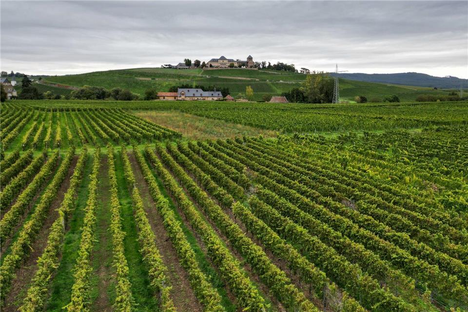 Turbo-Weinernte – Riesling-Ertrag unter dem Durchschnitt Schloss Johannisberg hoch über Weinreben ist ein beliebtes Fotomotiv und Wanderziel im Rheingau.Arne Dedert/dpa