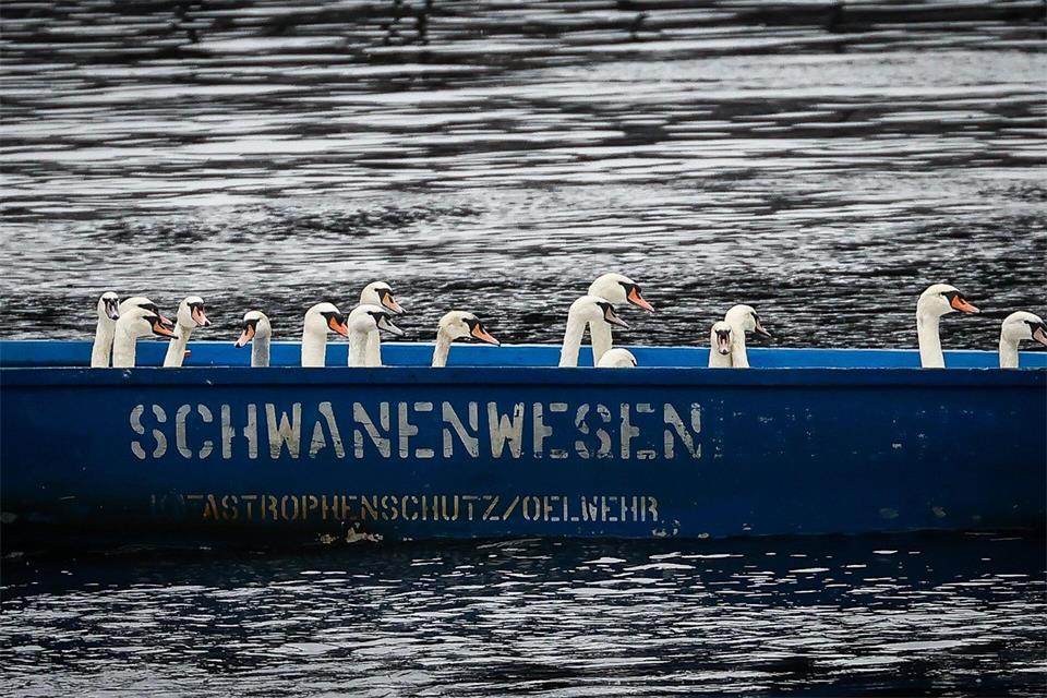 Schluss mit Außenalster - Fast alle Hamburger Alsterschwäne sind wieder zurück im Winterquartier. (Archivbild)Christian Charisius/dpa
