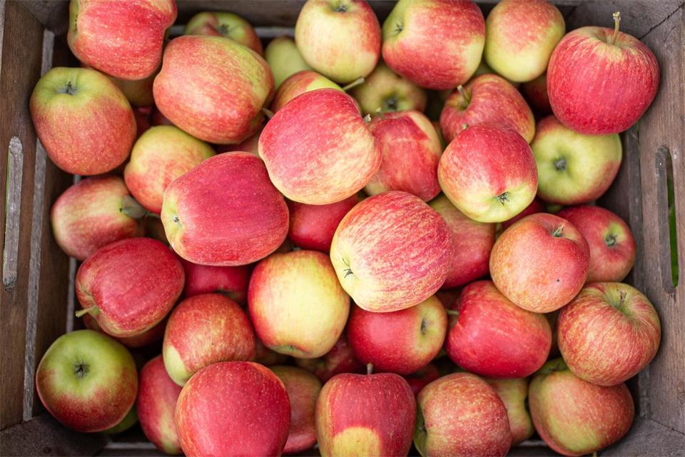 Schmalhans bei der Apfelernte? Thüringens Obstbauern gehen von einem deutlichen Rückgang im Vergleich zu 2025 aus. (Symbolbild)Daniel Reinhardt/dpa
