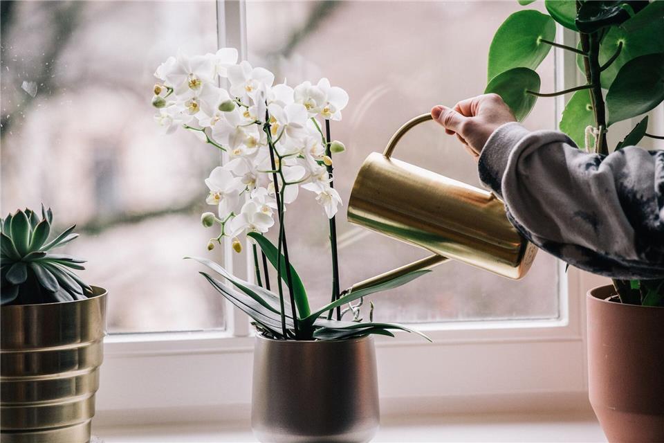 Schmetterlingsorchideen (Phalaenopsis) sorgen in der Adventszeit für elegante, langlebige Blüten – ein helles Plätzchen ohne Zugluft ist ideal.picture alliance/dpa/dpa-tmn
