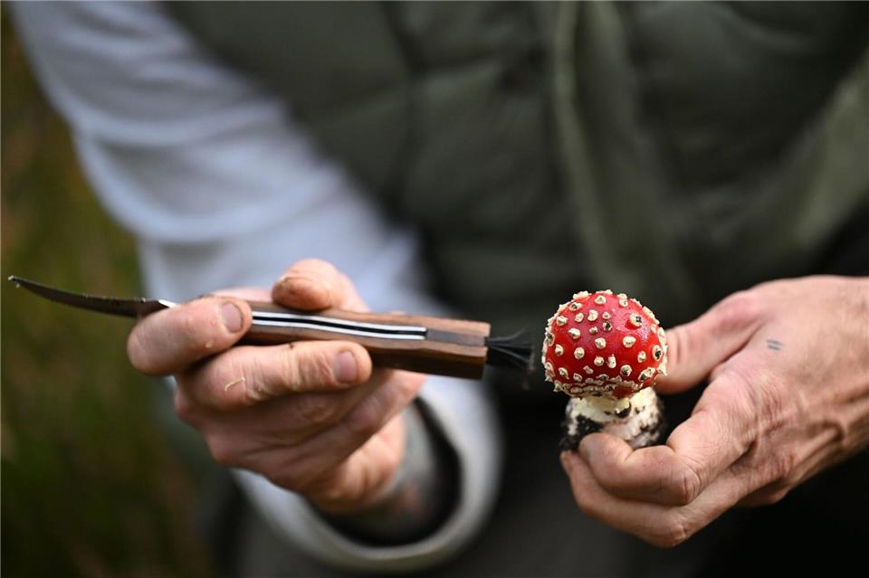 Trendhobby Pilzesammeln: Der Wald als „bullshitfreie Zone“  Schmid putzt die Pilze bereits im Wald.Lilli Förter/dpa