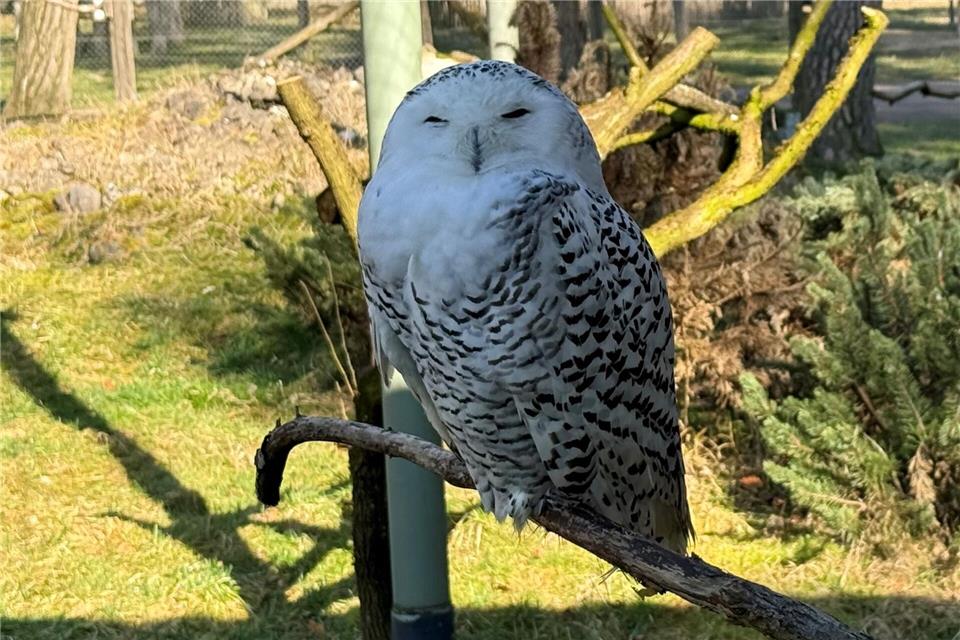 Schnee-Eule Kamala bemüht sich vergeblich um die Aufmerksamkeit ihres Gefährten Sven.Michael Bauer/DPA