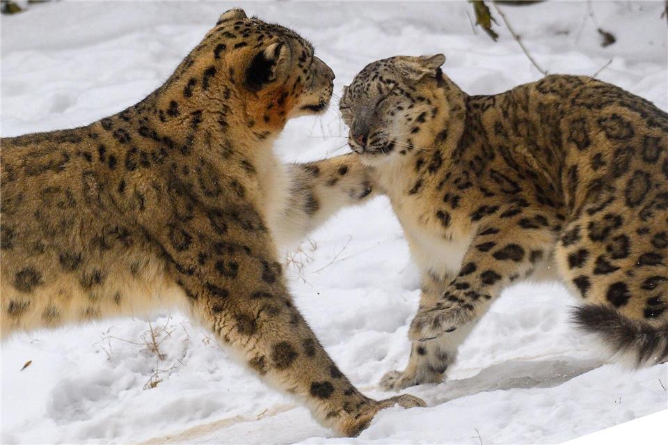Schnee und Dauerfrost sorgen für Ausgelassenheit bei den Schneeleoparden im Magdeburger Zoo.Klaus-Dietmar Gabbert/dpa