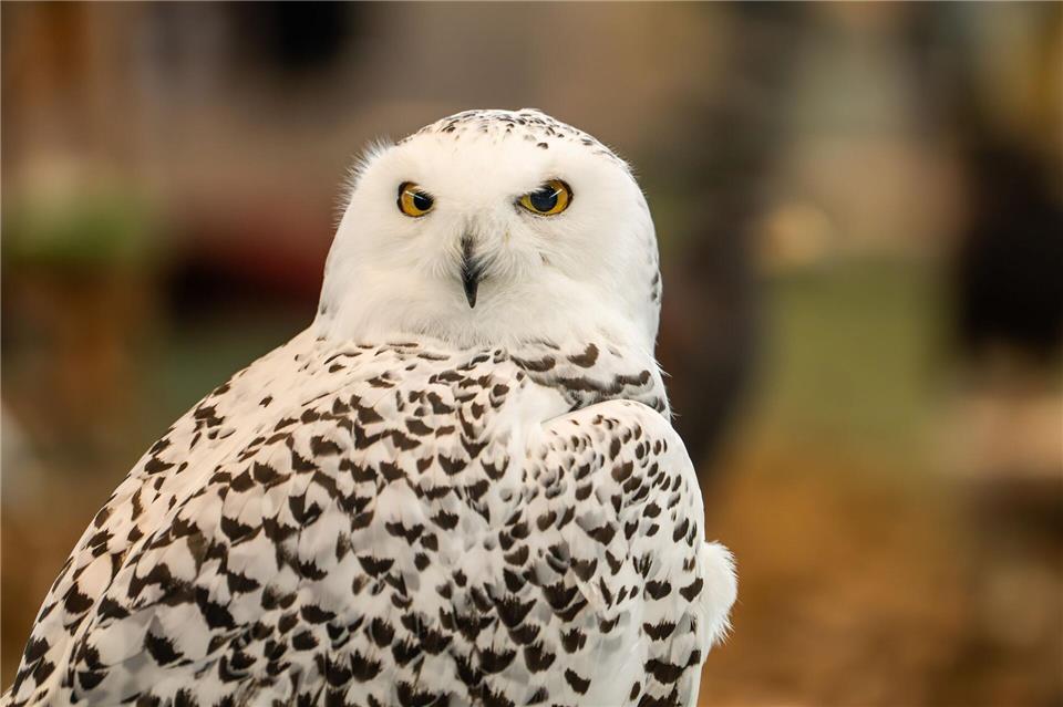 Tierparks treffen Vorkehrungen gegen Vogelgrippe Schneeeulen - wie dieses Exemplar, das auf einer Messe gezeigt wurde - müssen im Frankfurter Zoo drinnenbleiben. (Symbolbild)Silas Stein/dpa